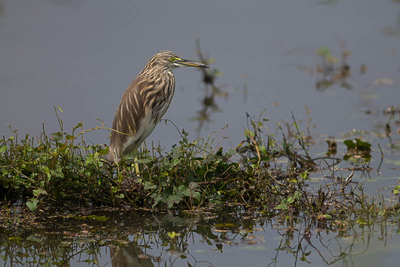 Indische Ralreiger